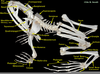 Frog Skull Labeled Image