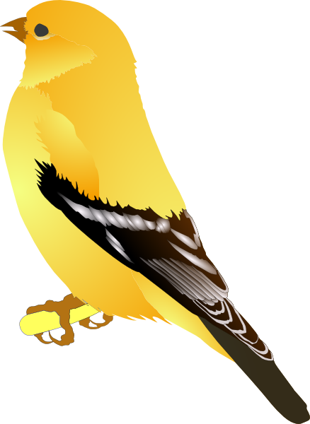 Gold Finch Clip Art at Clker.com - vector clip art online, royalty free