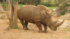 Rhino Image
