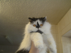 Derp Image
