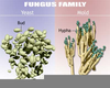 Yeast Bread Fungus Image