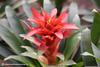 Bromeliad Flower Image