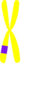 Yellow Chromosome Co Clip Art