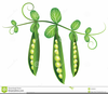 Green Bean Vine Clipart Image