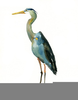 Blue Heron Cliparts Image