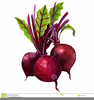 Sugar Beets Clipart Image