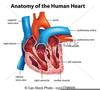 Free Clipart Human Anatomy Image