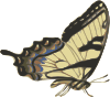 Butterfly  Clip Art