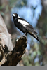 Australian Magpie Clipart Image