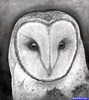Owl Head Drawing Image