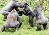 Gorilla Fight Image