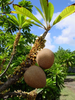 Mamey Fruit Tree Image