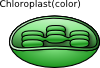 Torisan Chloroplast Clip Art