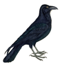 Free Raven Clipart Image