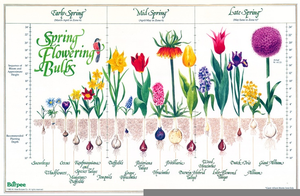 Flower Bulbs Chart Image