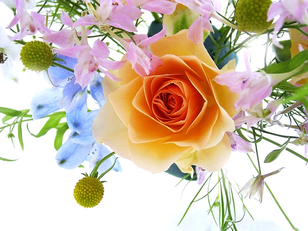 Free Flower Wallpaper For Desktop Beautiful Flowers | Free ...