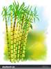 Free Sugar Cane Clipart Image