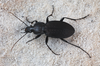 Ground Beetle Image