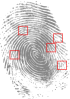 Fingerprint Showing Minutiae Ridges Bifurcations And Endings Clip Art