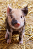 Cute Piglet Image