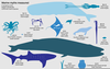 Whale Sharks Size Image