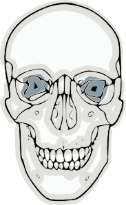 Human Skull  Clip Art
