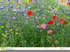 Clipart Wild Flowers Image