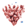 Coral Icon Image