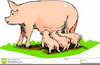 Free Baby Pig Clipart Image