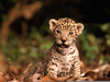 Baby Jaguar Animal Image