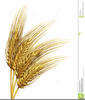 Barley Clipart Image