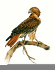 Red Tail Hawk Clipart Image