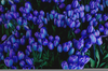 Blue Tulips Flowers Image
