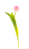 Clipart Tulip Image