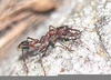 Brown Bulldog Ant Image