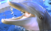 Smiling Dolphin Image