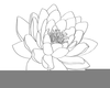 Water Lily Outline Image