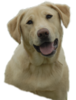 Yellowlab Image