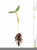 Seed Growing Clipart Image