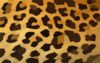 Leopard Print Background X Clip Art