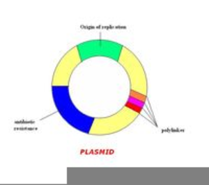 Plasmid Dna Structure Image