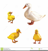 Duck Ducklings Clipart Image