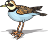 Plover Clip Art