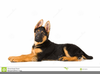 White German Shepherd Clipart Image