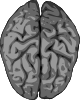 Grey Brain Clip Art