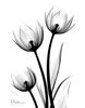 Tulip Black And White Clipart Image
