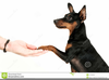 Minpin Clipart Image