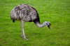 Ostrich Frp Image