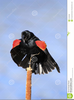 Red Winged Blackbird Clipart Image