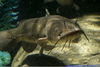 Freshwater Mammals Image